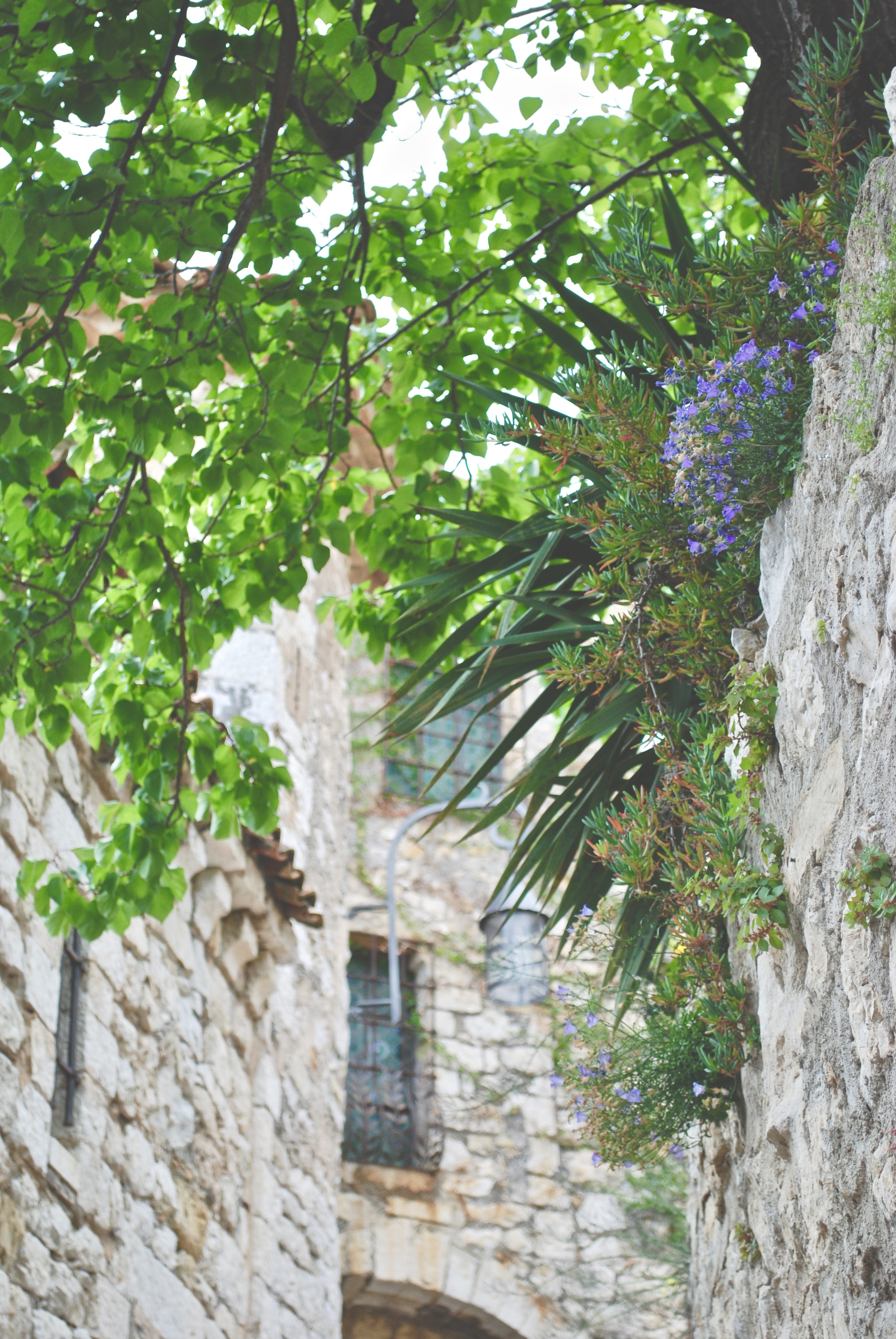 Eze Village Trees