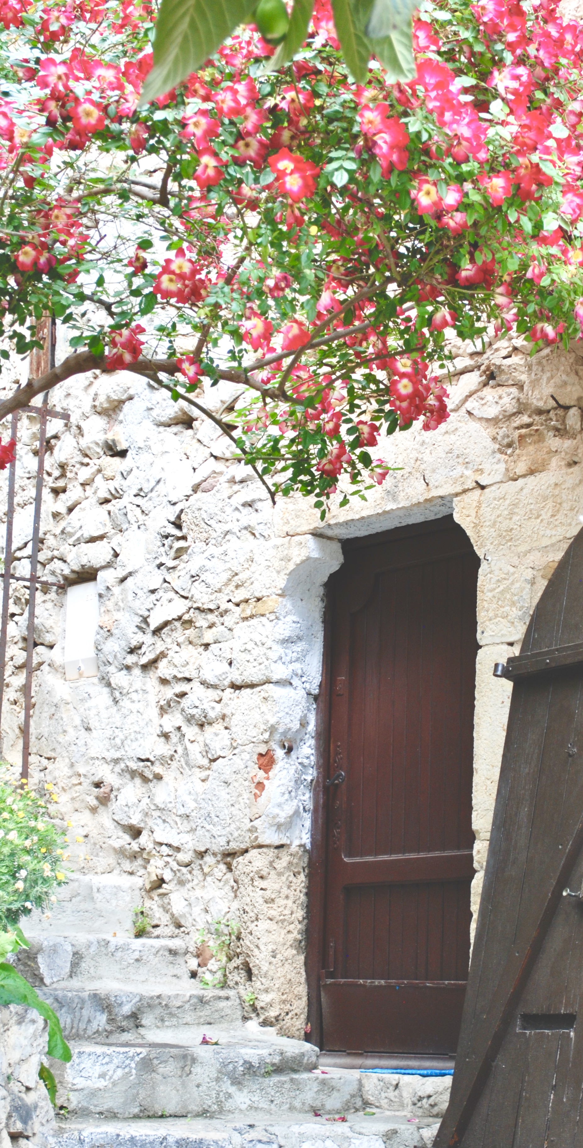 Eze Village Flowers