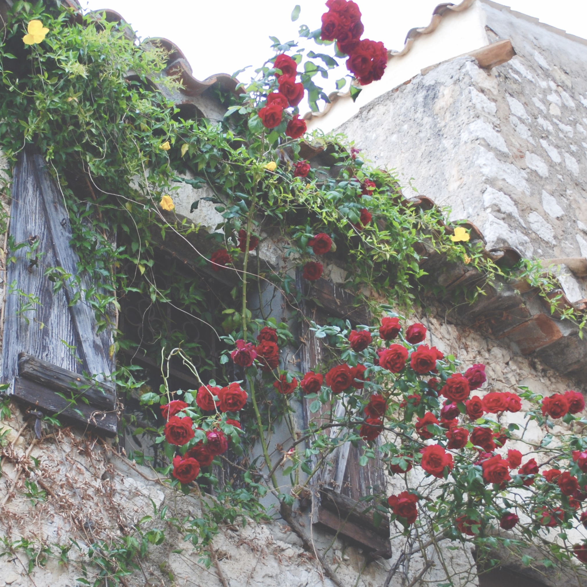 Eze Village Roses