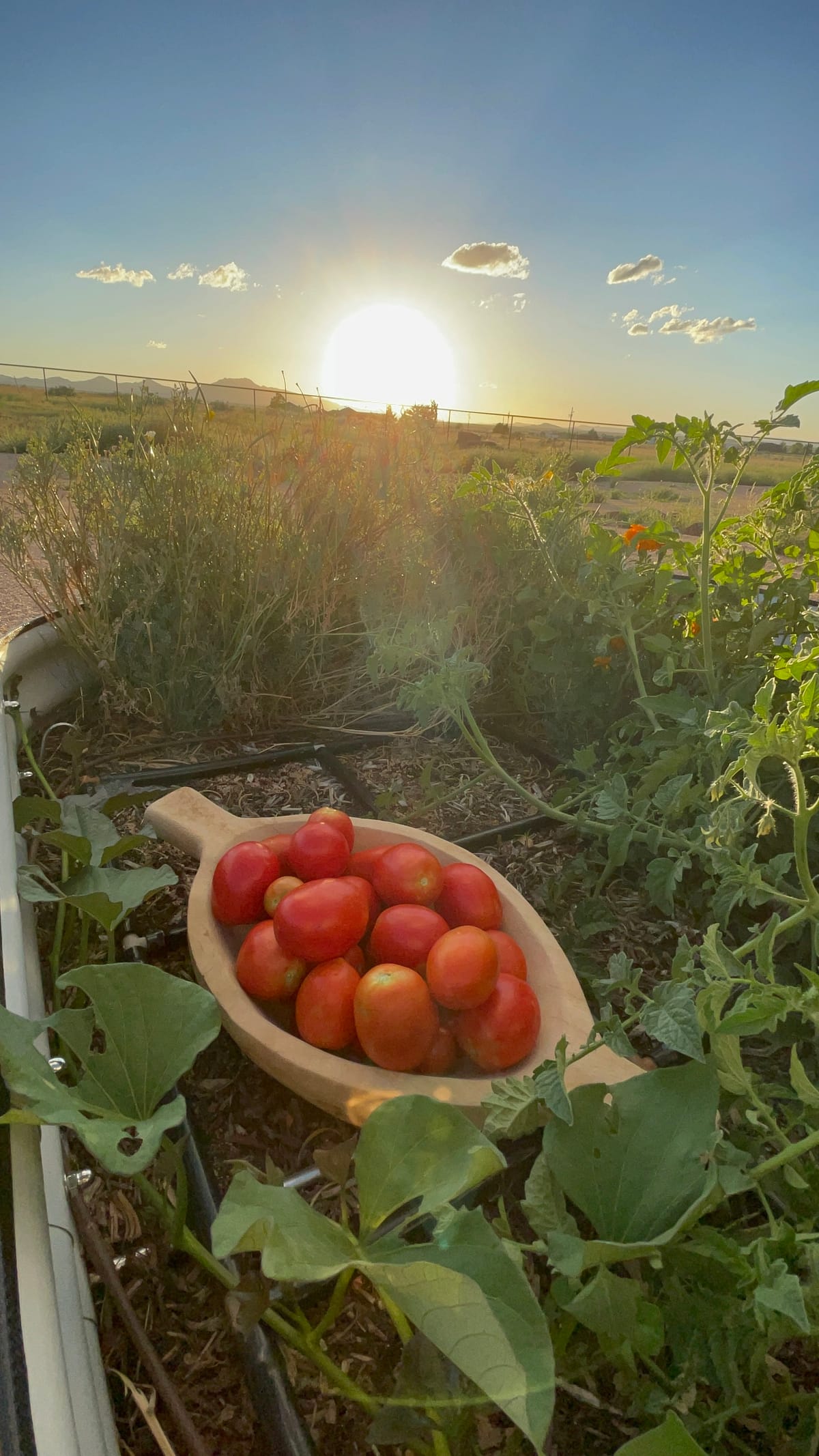 Moving to the Country Has Been Unexpectedly Healing