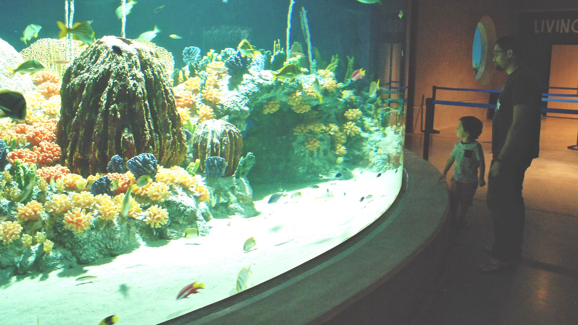 Reasons to Love the Odysea Aquarium